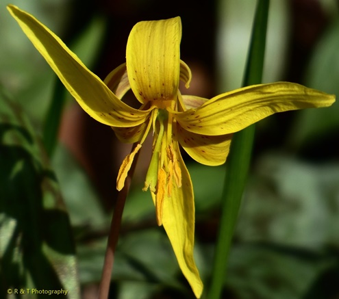{Erythronium americanum ssp. harperi}